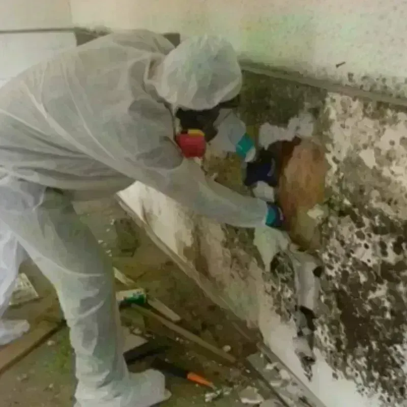 Mold Remediation and Removal in Lakewood, OH